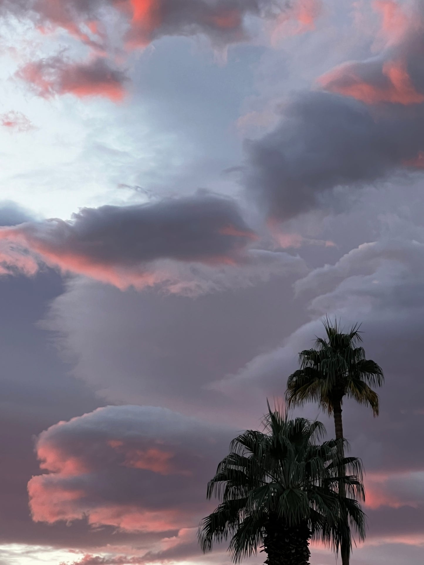 Palms in the Storm (00xx)
