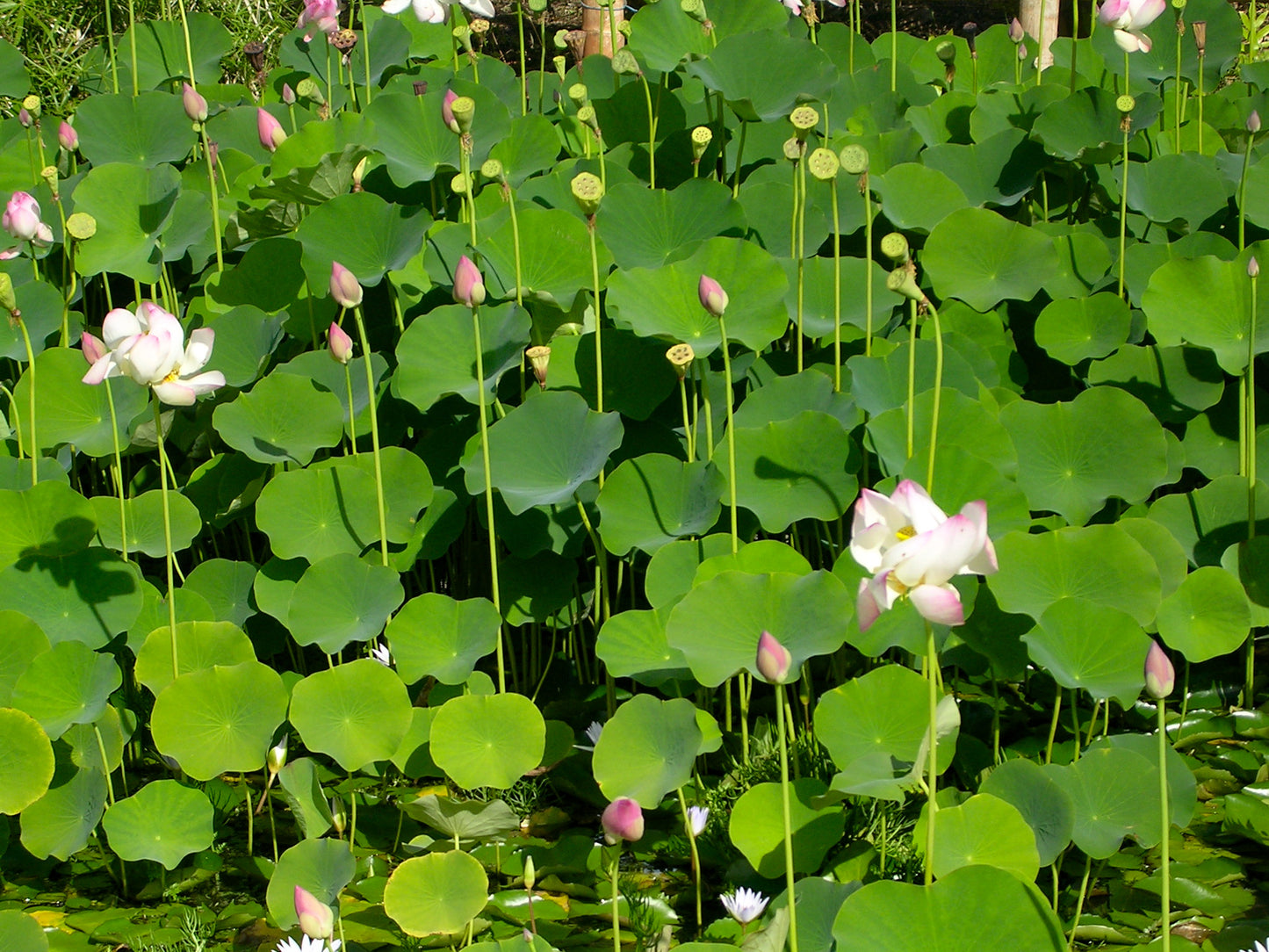 Lily Pond Hawaii (f3587712)