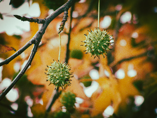 Nature’s Chandeliers (11951)