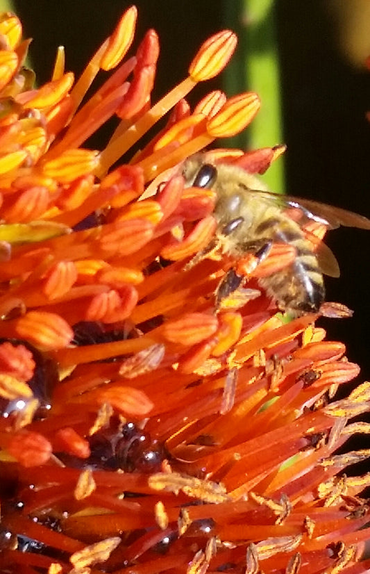 Bee in Orange Flower Sunset (B1715)