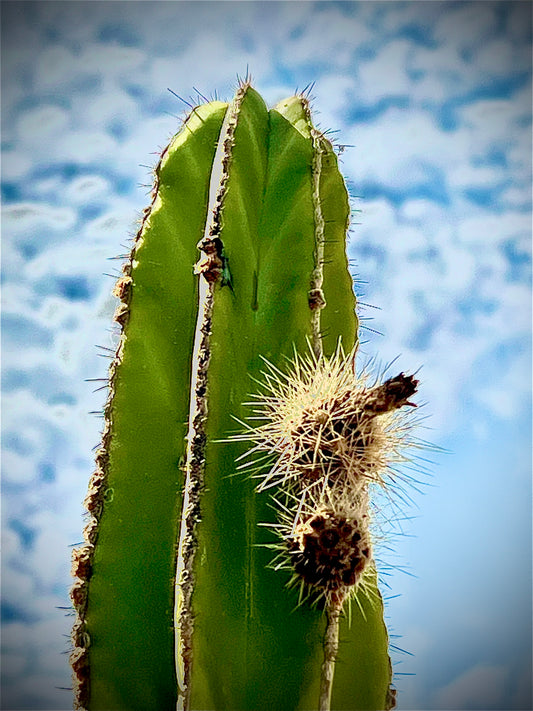 Cactus Baby (7703)