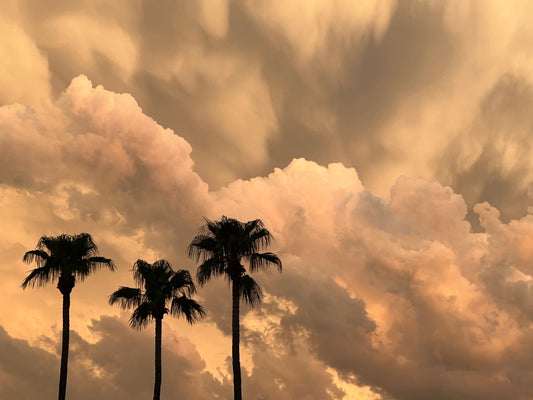 Stormy Palm Trees (619)