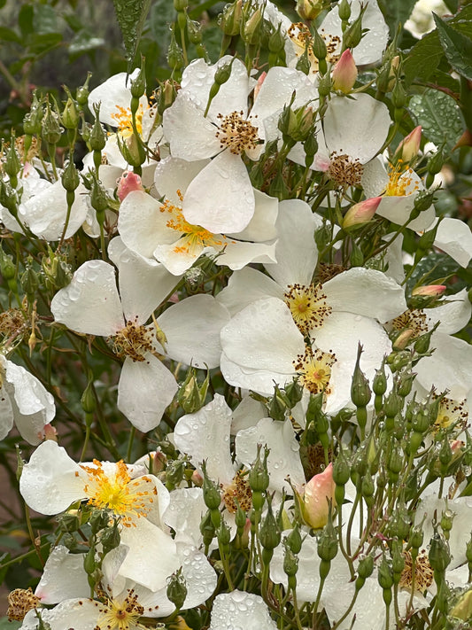 Anemone Cluster (0651)