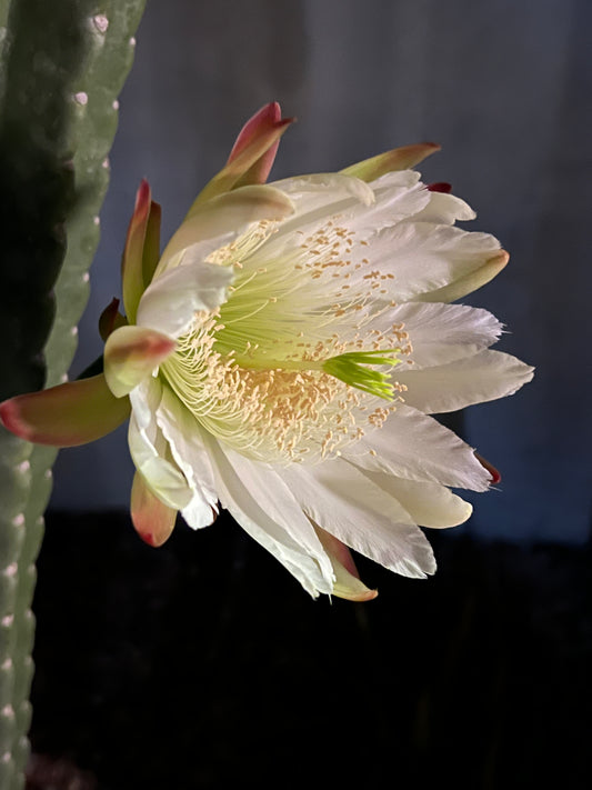 Cactus Blossom