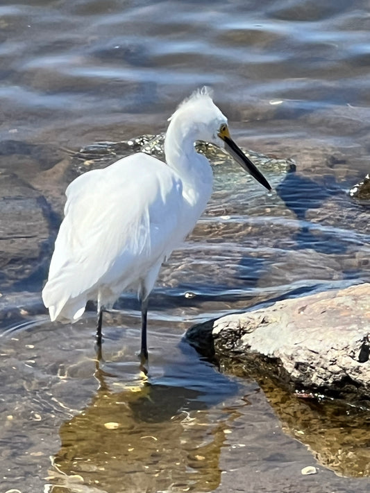 Egret on Shore (5277)