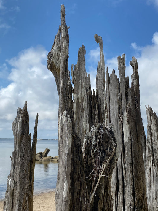 Beach Pilings Cluster - Provincetown (6435)