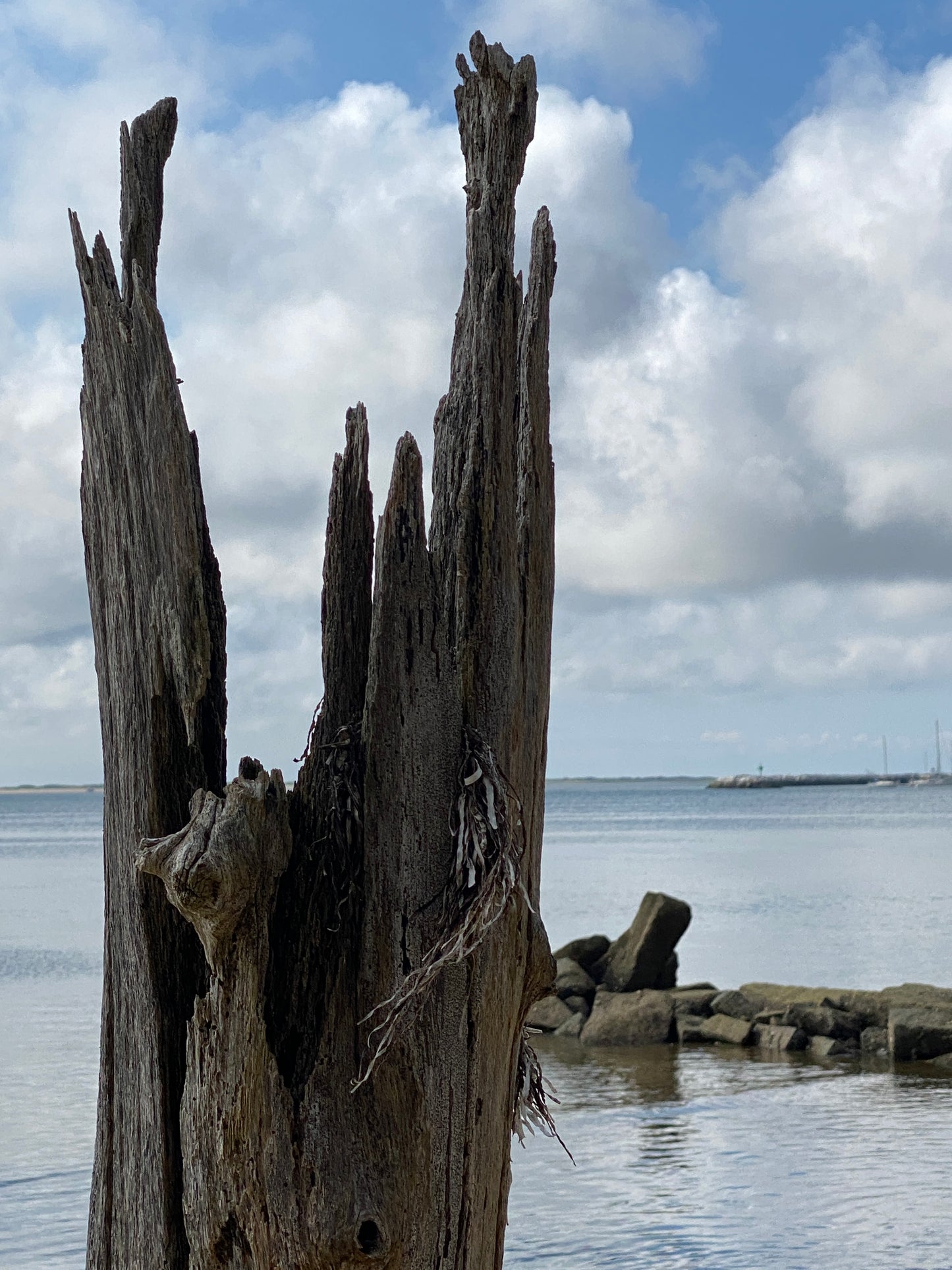 Beach Pilings - Provincetown (6452)