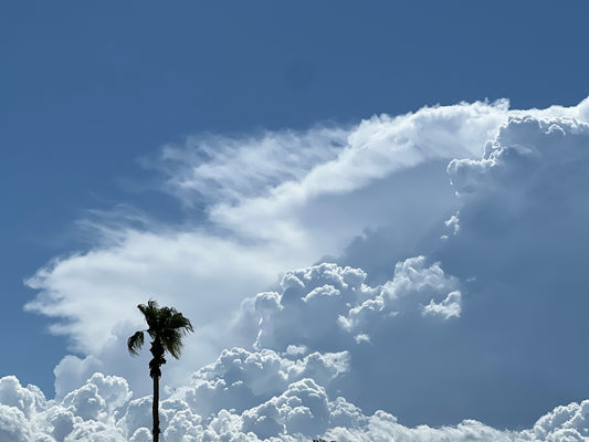 Cloudy Palm Tree (7023)