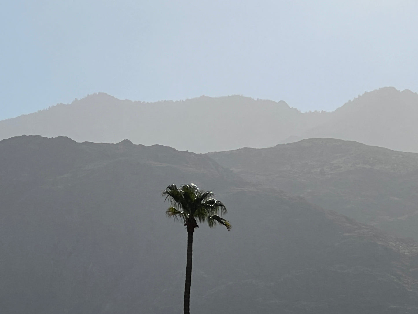 Palm and Mountains (7267)