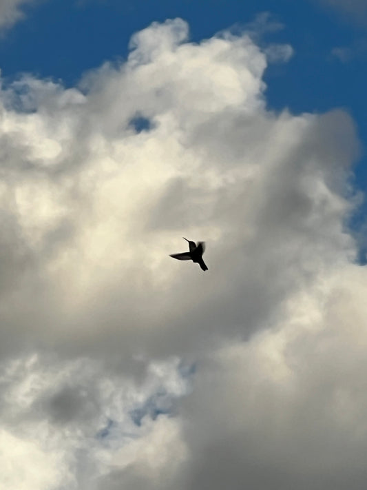 Hummingbird in the Clouds (7868)