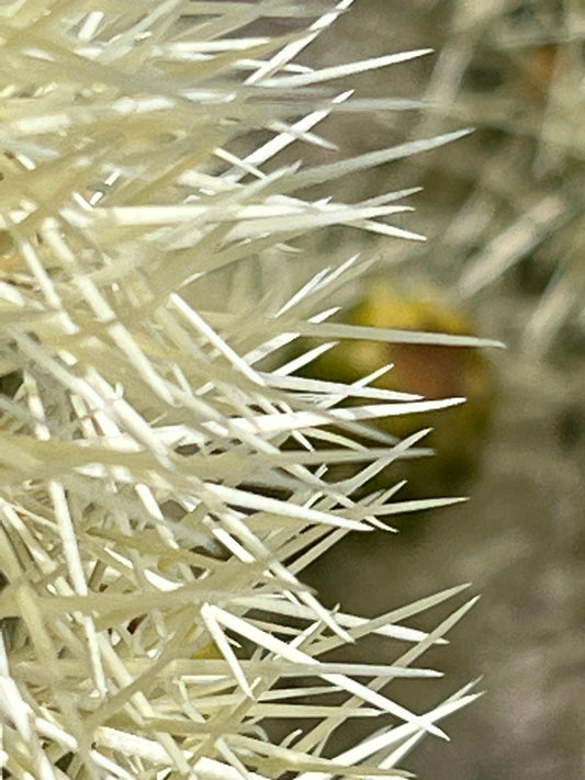 Cactus Spikes Closeup (8282)