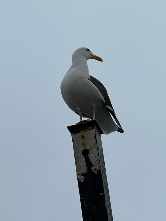 Seagull on Piling (9246)