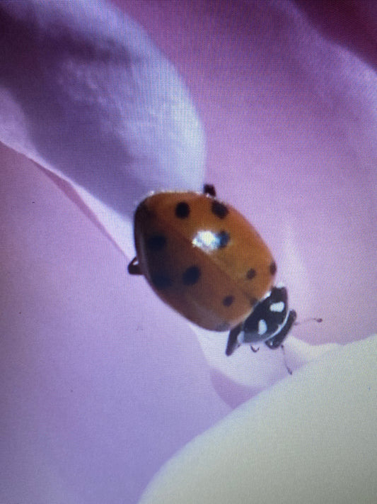 Ladybug (9453)