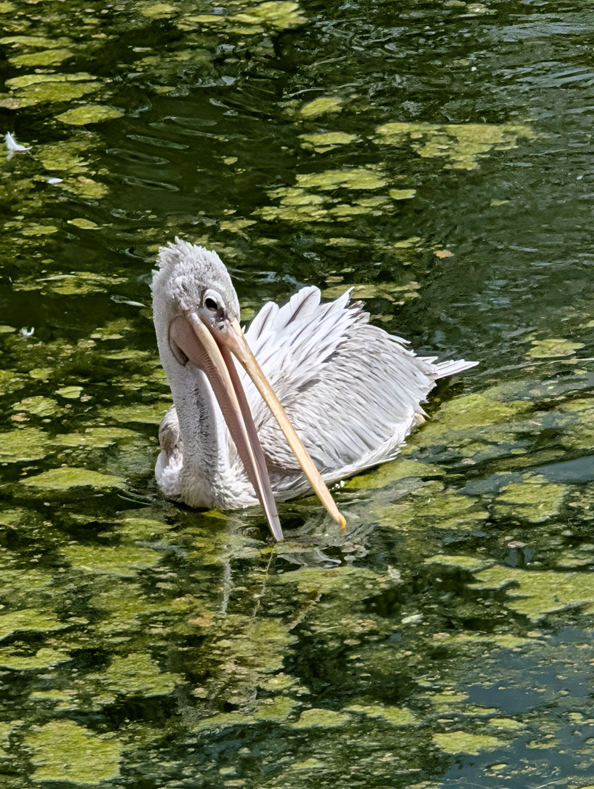 Pelican Love
