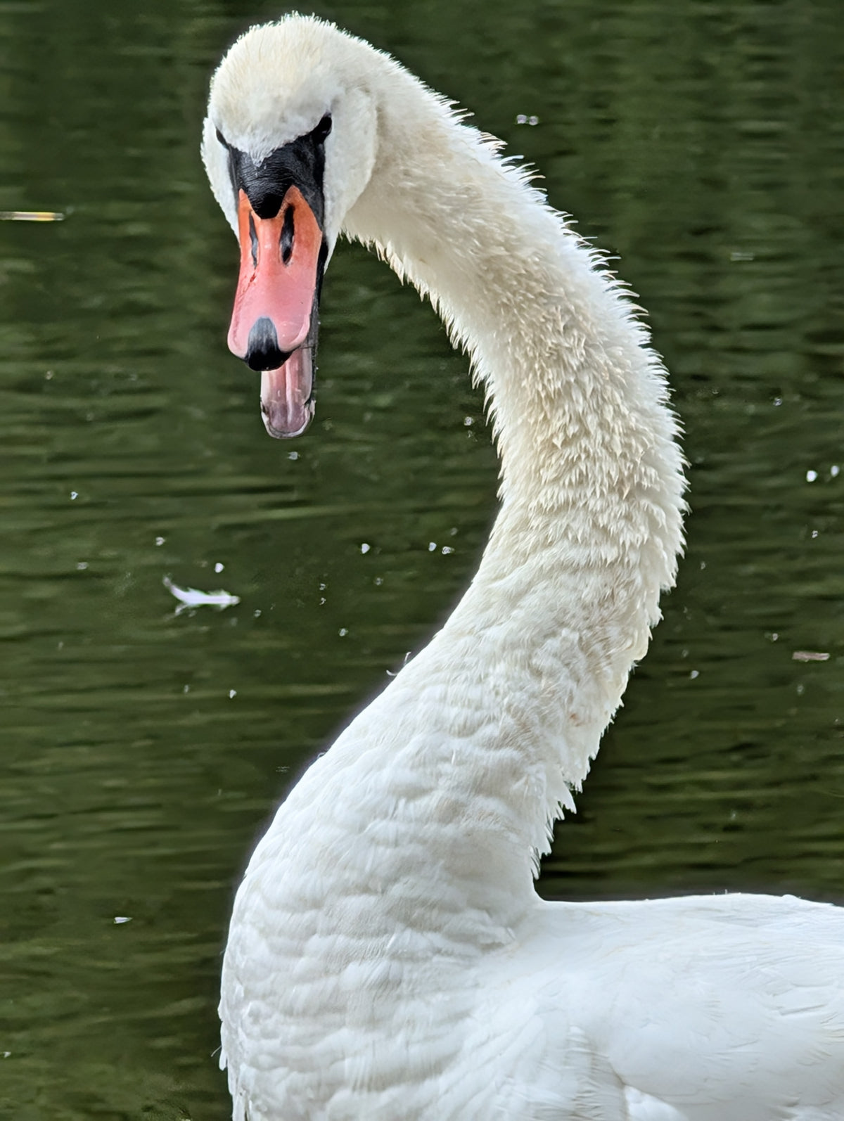 Sassy Swan